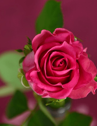 Dorla Jean Santee Obituary