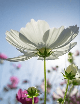 Maxine E. (Marconi) Pryor Obituary